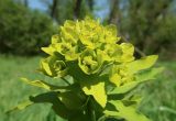 Euphorbia semivillosa. Верхушка соцветия. Луганская народная республика, г. Луганск, балка Калмыцкий яр, днище, луговая растительность. 12.05.2023.