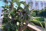 Opuntia leucotricha. Плодоносящее растение. Марокко, обл. Касабланка - Сеттат, г. Касабланка, в культуре. 08.01.2023.