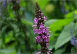 Stachys palustris