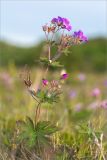 Geranium sylvaticum. Верхушка цветущего растения. Мурманская обл., п-ов Средний, побережье Большой Волоковой губы, разнотравный приморский луг. 12.07.2023.