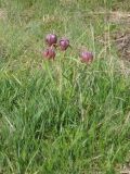 Fritillaria meleagris