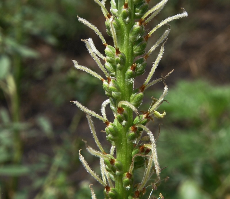 Изображение особи Plantago cornuti.