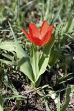 Tulipa praestans