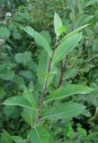 Salix myrsinifolia