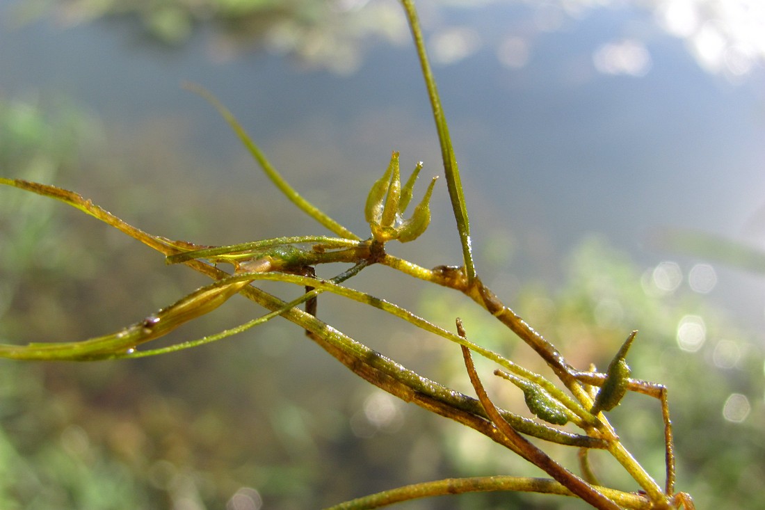 Изображение особи Zannichellia pedunculata.