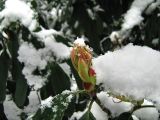 Photinia serratifolia