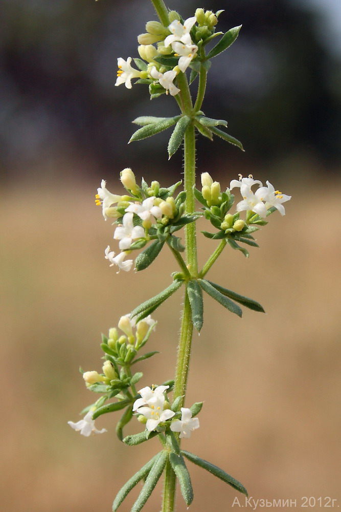 Изображение особи Galium humifusum.