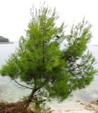 Pinus halepensis. Небольшое дерево с шишками. Хорватия, Истрия, пос. Баньоле, берег моря. 03.09.2012.
