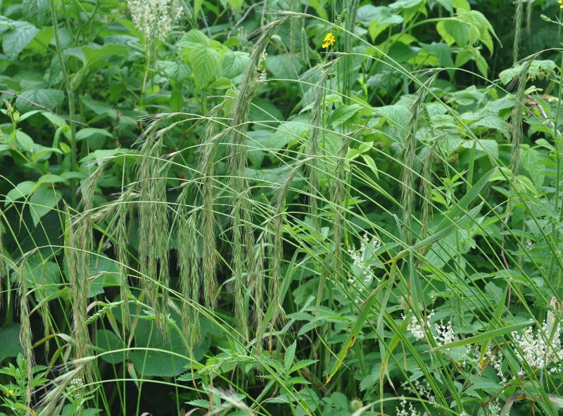 Изображение особи Elymus sibiricus.