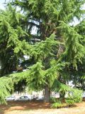 Cedrus deodara. Нижняя и средняя часть большого дерева. Хорватия, Истрия, г. Пореч, у автовокзала. 06.09.2012.
