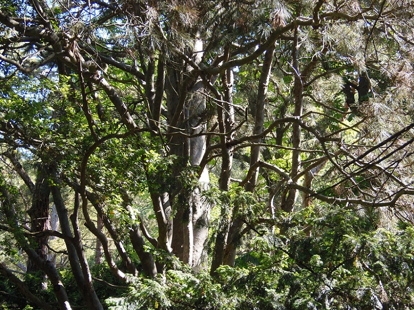 Image of Pinus gerardiana specimen.