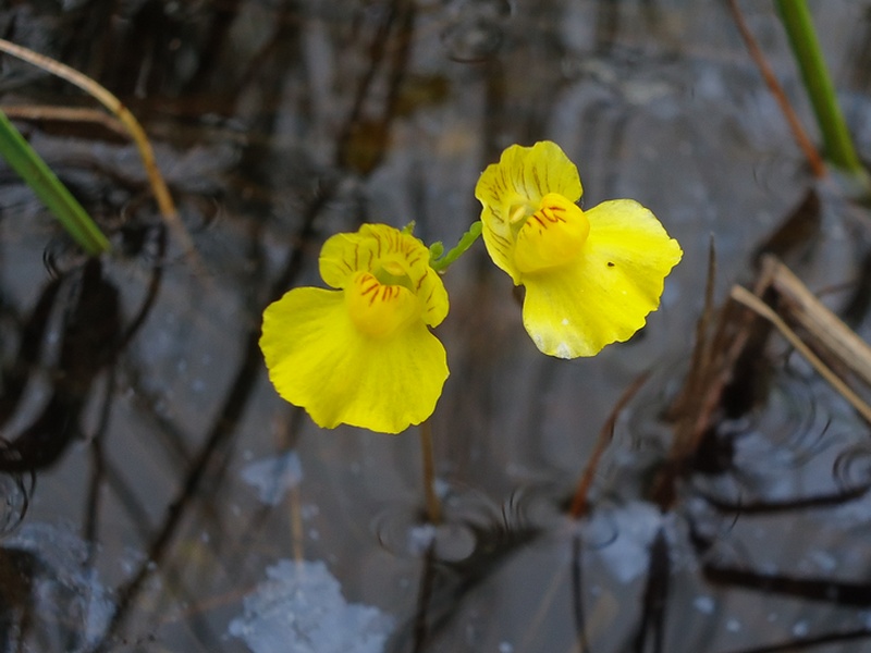 Изображение особи Utricularia intermedia.