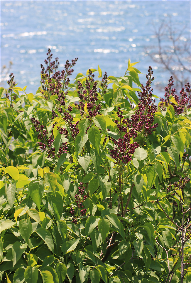 Изображение особи Syringa vulgaris.