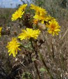 Picris hieracioides. Верхушка цветущего и плодоносящего растения. Ростовская обл., Усть-Донецкий р-н, Нижне-Кундрюченский заказник, окр. станицы Усть-Быстрянская, песчаный луг. 07.09.2012.