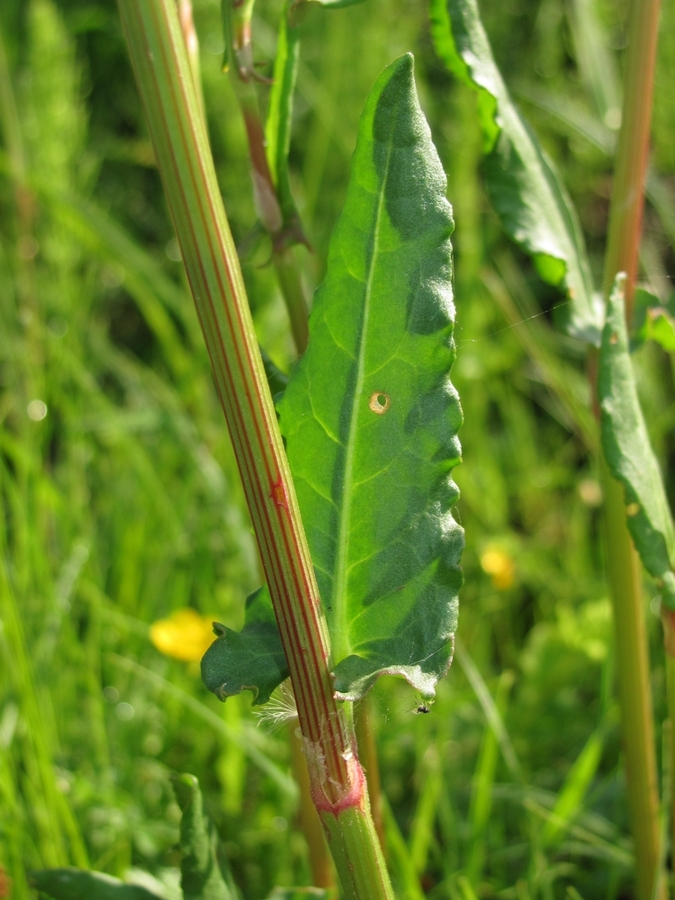 Изображение особи Rumex acetosa.