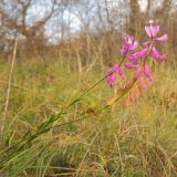 Polygala major. Верхушки цветущих растений. Краснодарский край, Абинский р-н, хр. Грузинка, склон горы, поросший скальным дубом. 03.11.2013.