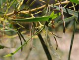 Acacia saligna. Филлодии и недозревшие плоды. Греция, п-ов Пелопоннес, окр. г. Пиргос, муниципальный парк. 17.04.2014.