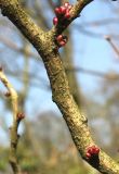 Cercis chinensis