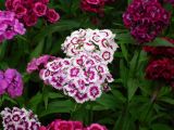 Dianthus barbatus