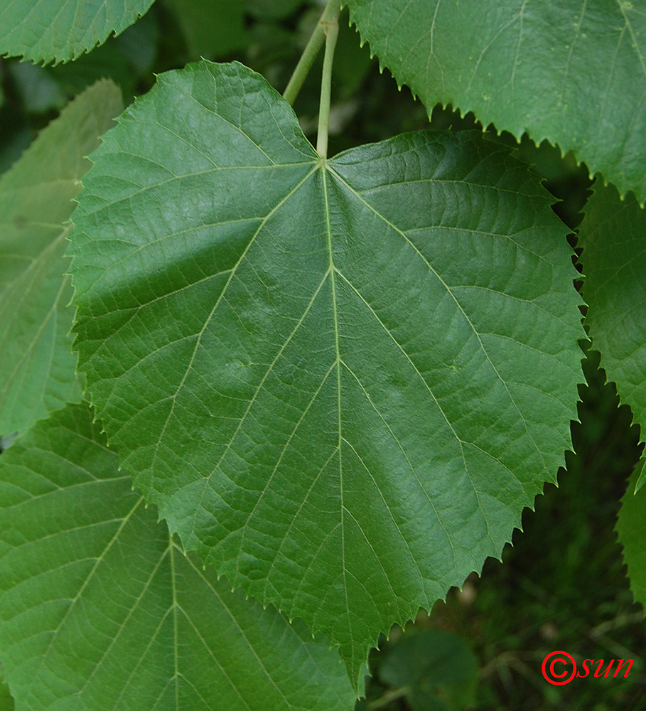 Изображение особи Tilia mandshurica.