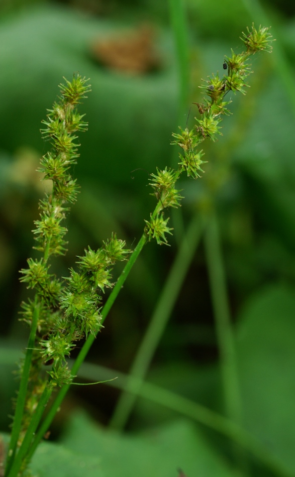 Изображение особи Carex maackii.