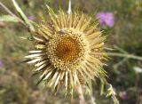 Carlina biebersteinii