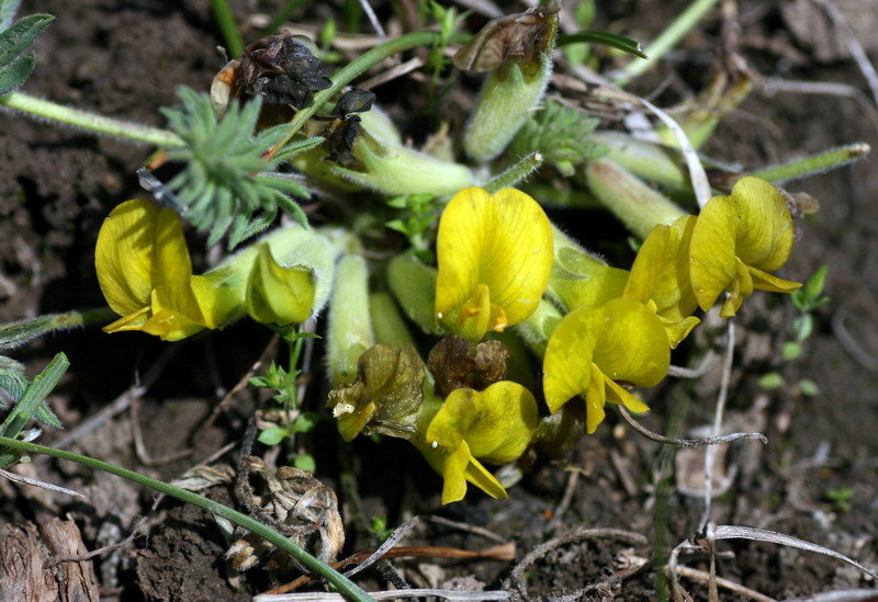 Изображение особи Astragalus alaicus.