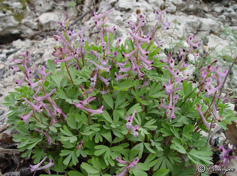 Image of Corydalis paczoskii specimen.