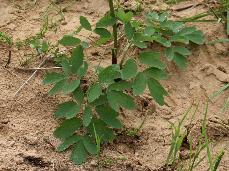 Изображение особи Thalictrum flavum.