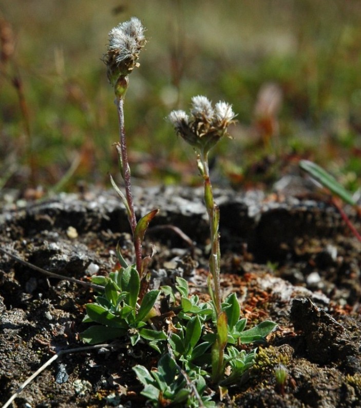 Изображение особи Antennaria alpina.