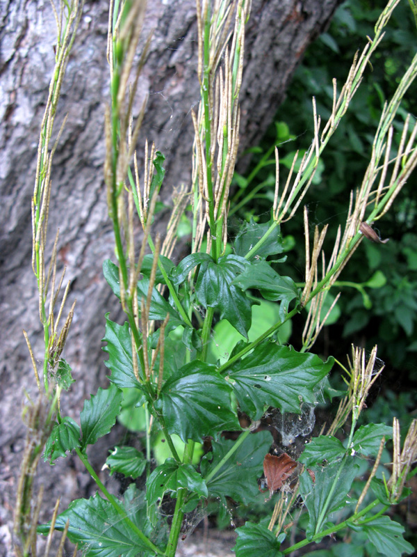 Изображение особи Barbarea stricta.