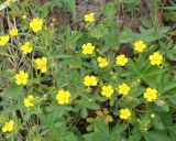 Potentilla chrysantha