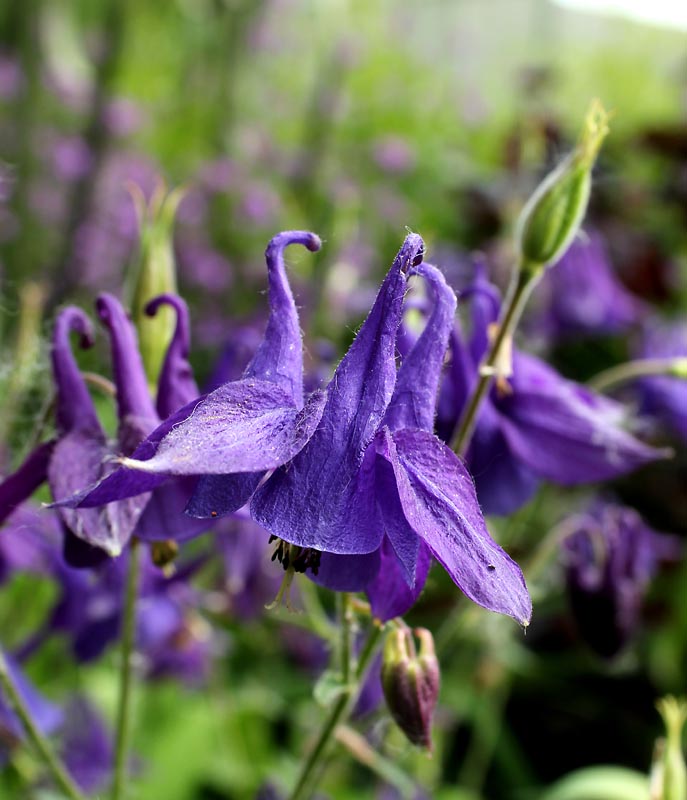 Изображение особи Aquilegia vulgaris.