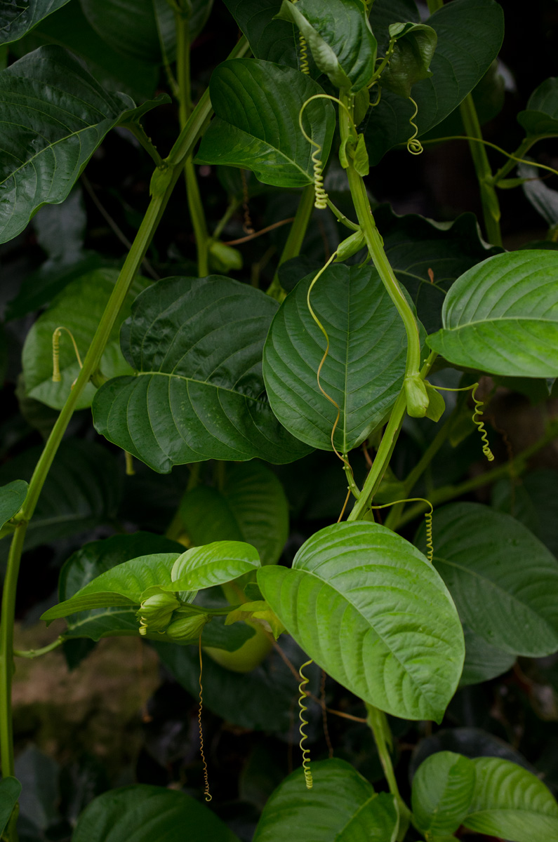 Изображение особи Passiflora quadrangularis.