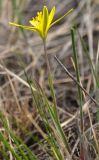 Gagea pauciflora. Цветущие растения (вид цветка снаружи). Республика Бурятия, г. Улан-Удэ, окр. оз. Тулунжинское, каменистый склон. 03.05.2016.