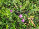 Dianthus versicolor