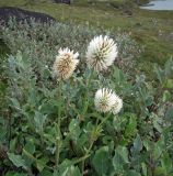 Trifolium montanum