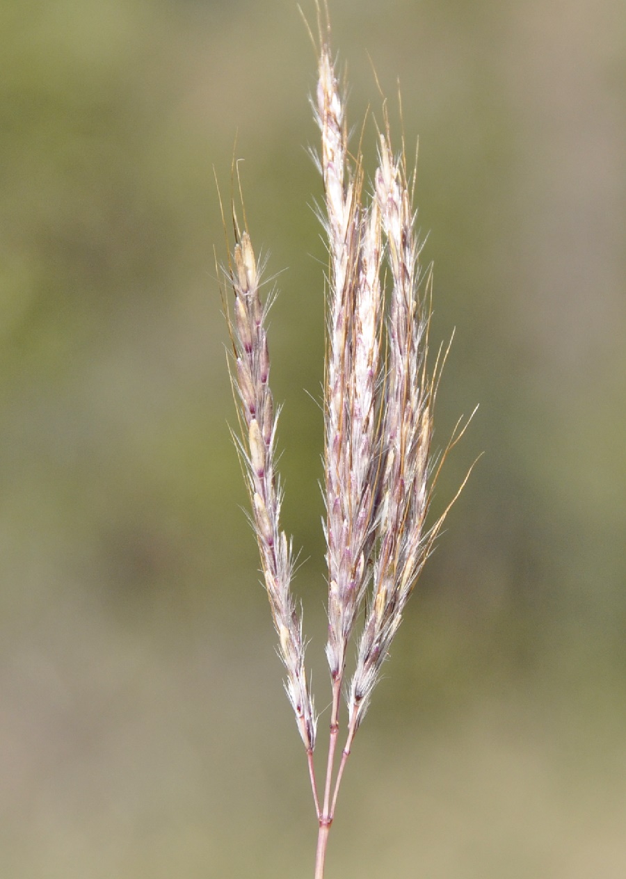 Изображение особи Bothriochloa ischaemum.