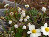 Cassiope tetragona. Цветущее растение (на переднем плане - цветки Dryas). Чукотка, Пегтымельский хребет, верховье реки Гытолькыль (приток реки Пегтымель), тундра. 21.07.2014.