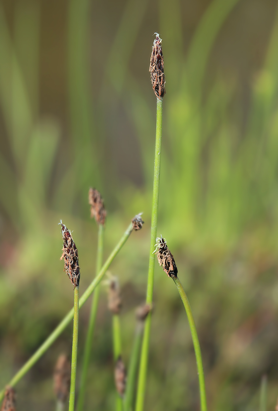 Изображение особи Eleocharis mamillata.