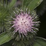 Arctium minus