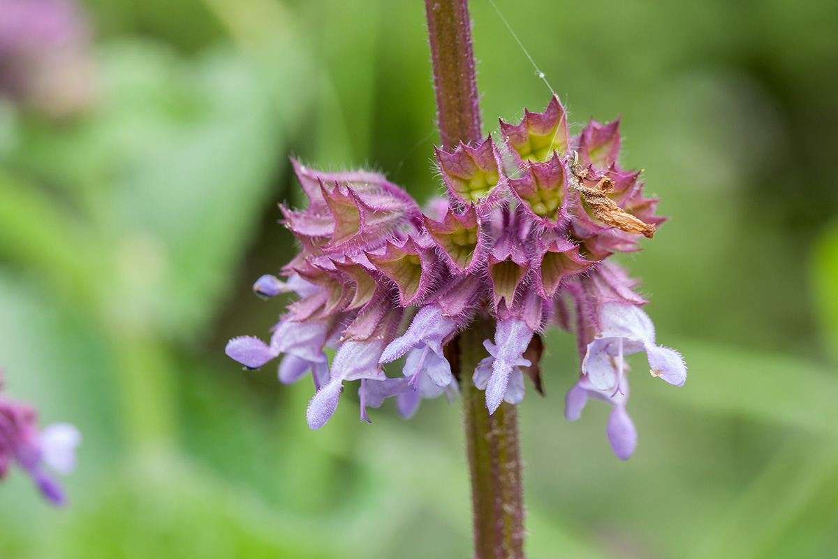 Изображение особи Salvia verticillata.