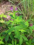 Trifolium medium. Верхушка цветущего растения. Беларусь, г. Минск, мкр-н Сосны, обочина дороги рядом с участком хвойного леса. 22.07.2017.