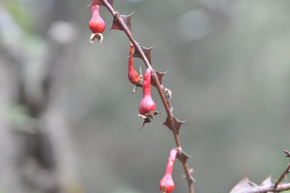 Изображение особи Rosa omeiensis f. pteracantha.