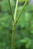 Cerastium pauciflorum. Часть побега. Свердловская обл., окр. г. Североуральск, р-н скал Три Брата, зарастающая дорога между основным руслом р. Вагран и заводью. 27.07.2017.