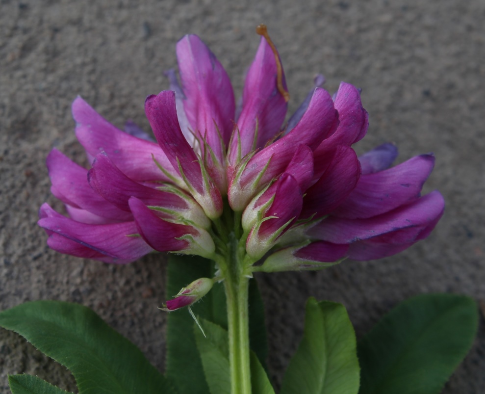 Изображение особи Trifolium lupinaster.