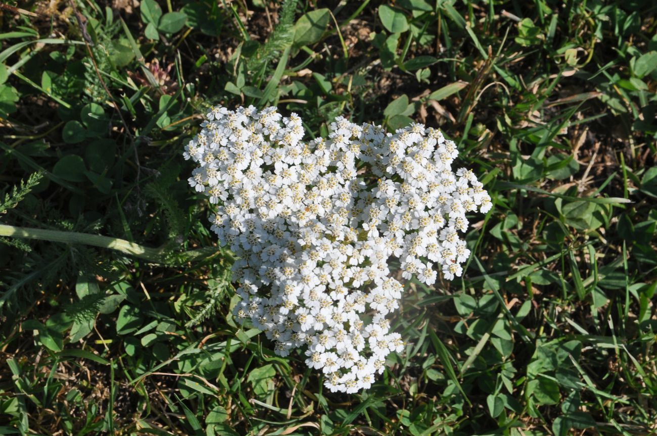 Изображение особи Achillea setacea.