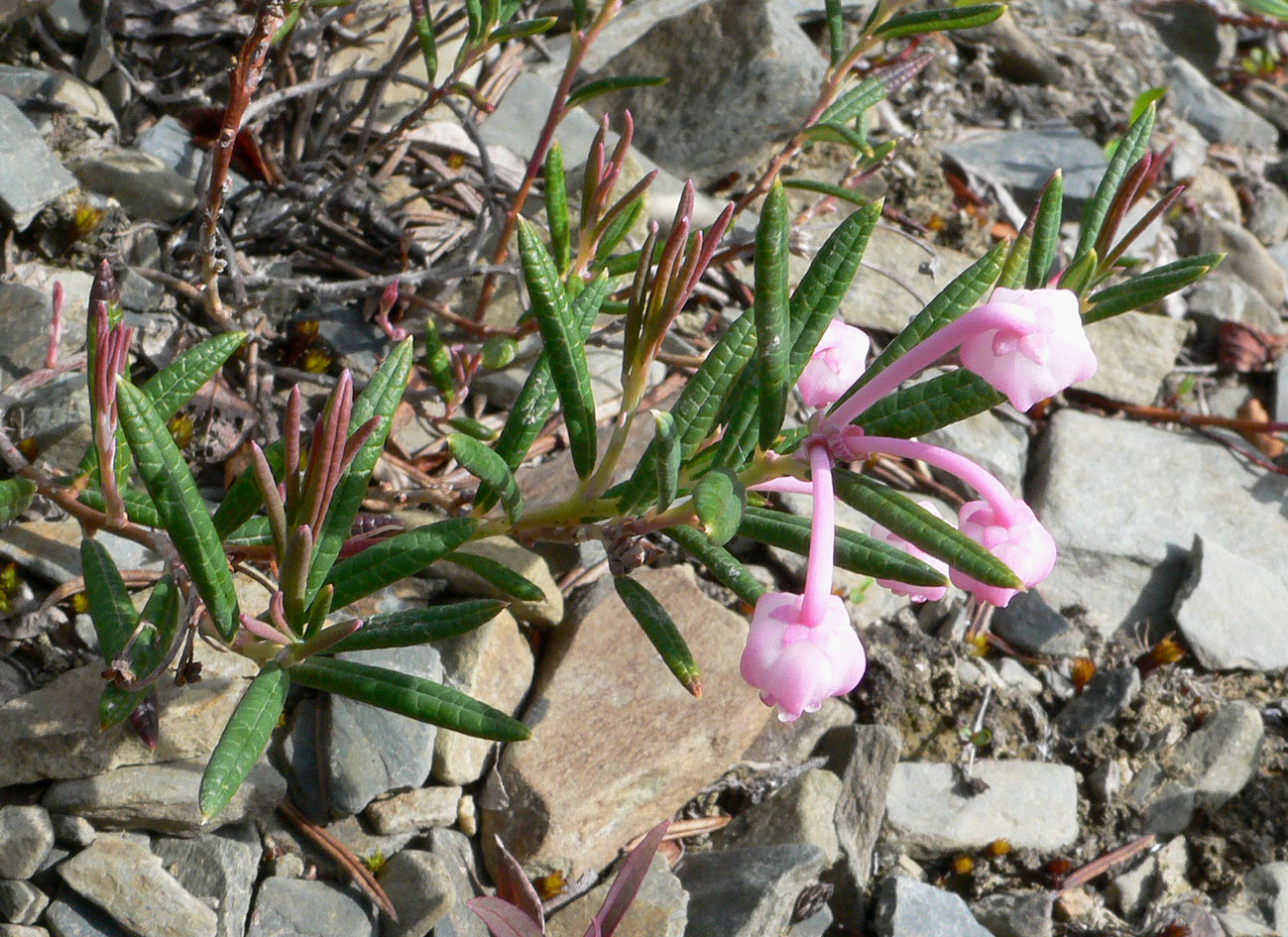 Изображение особи Andromeda polifolia.