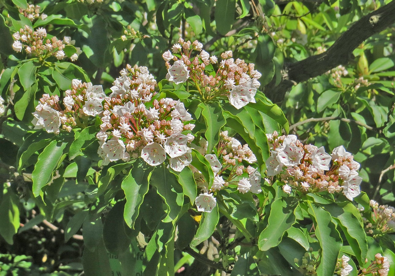 Изображение особи Kalmia latifolia.