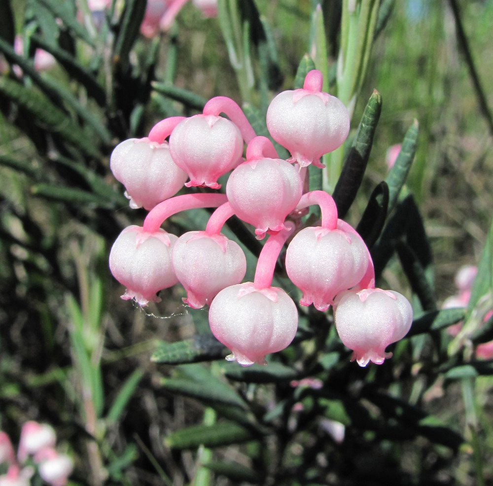 Изображение особи Andromeda polifolia.